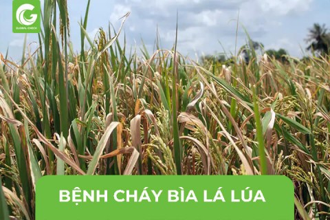 Tìm Hiểu Bệnh Cháy Bìa Lá Lúa