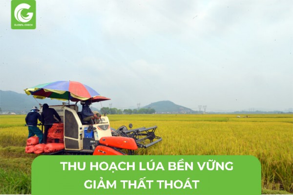 Thu Hoạch Lúa Bền Vững- Giảm Thất Thoát