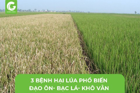 3 Bệnh Hại Lúa Phổ Biến: Đạo ôn, Bạc lá và Khô vằn