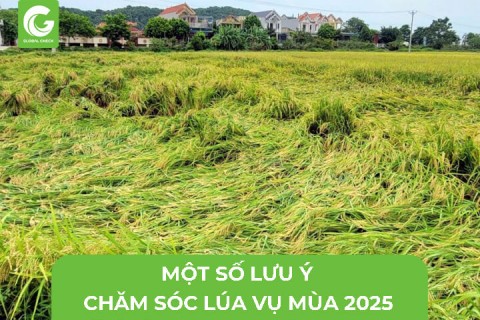 Một Số Lưu Ý Chăm Sóc Lúa Vụ Mùa 2025