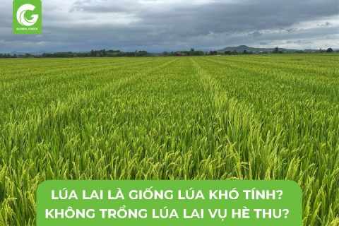 Lúa Lai Là Giống Lúa Khó Tính? Không Trồng Lúa Lai Vụ Hè Thu?
