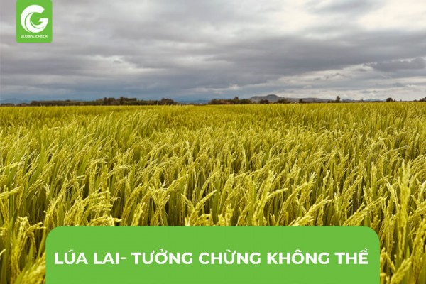 Lúa Lai- Những Điều Tưởng Chừng Không Thể