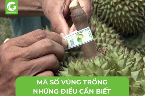 Mã Số Vùng Trồng-Những Điều Cần Biết