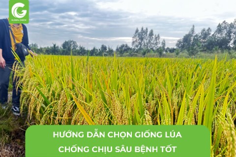 Hướng Dẫn Chọn Giống Lúa Chống Chịu Sâu Bệnh Tốt