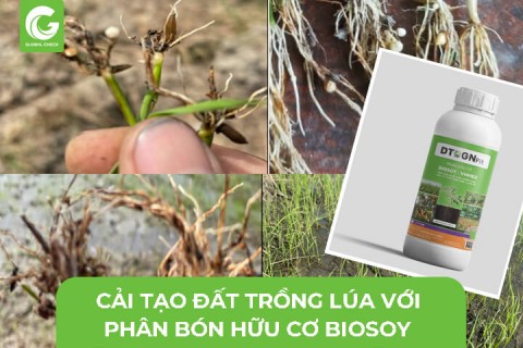 Cải Tạo Đất Trồng Lúa Với Phân Bón Hữu Cơ BioSoy VMH03