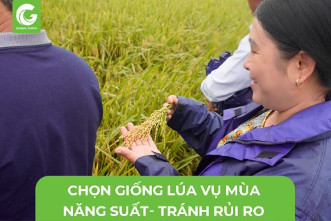 Chọn Giống Lúa Vụ Mùa- Năng Suất Hay Tránh Rủi Ro