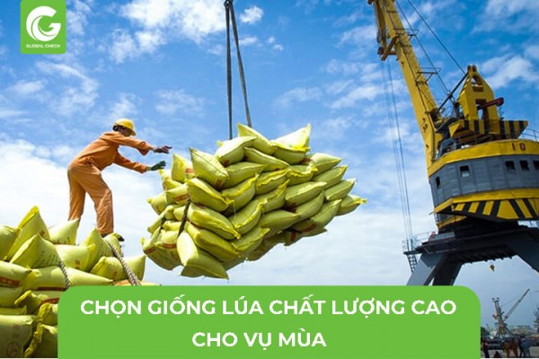 Chọn Giống Lúa Chất Lượng Cao Cho Vụ Mùa