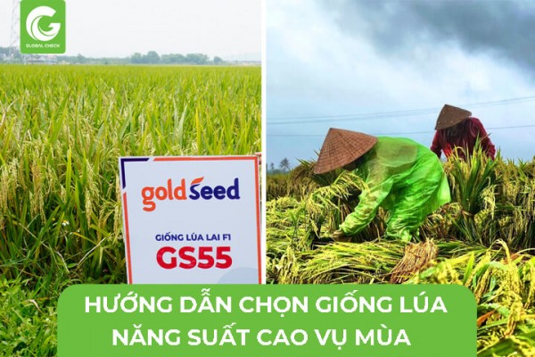 Hướng Dẫn Chọn Giống Lúa Năng Suất Cao Vụ Mùa