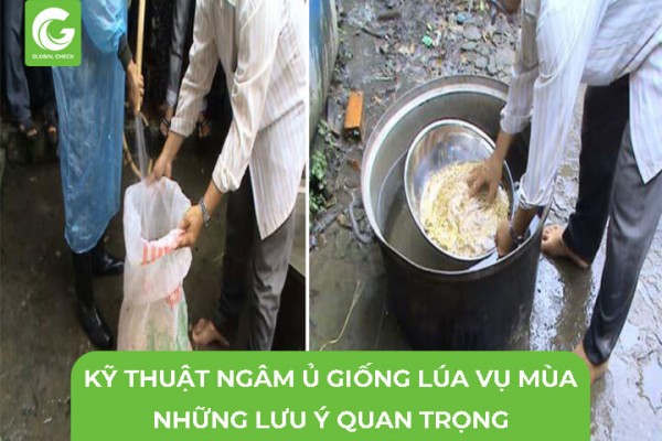 Kỹ Thuật Ngâm Ủ Giống Lúa Vụ Mùa: Những Lưu Ý Quan Trọng