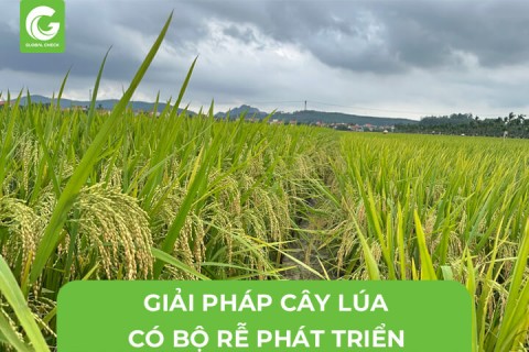 Giải Pháp Để Cây Lúa Có Bộ Rễ Phát Triển