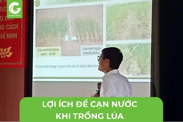 Lợi Ích Của Việc Để Cạn Nước Khi Trồng Lúa