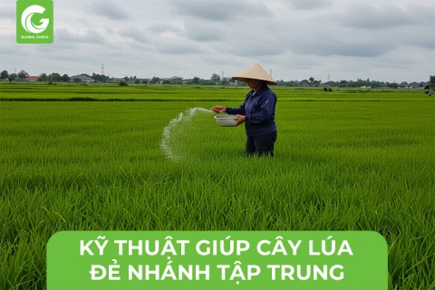 Kỹ Thuật Giúp Cây Lúa Đẻ Nhánh Tập Trung