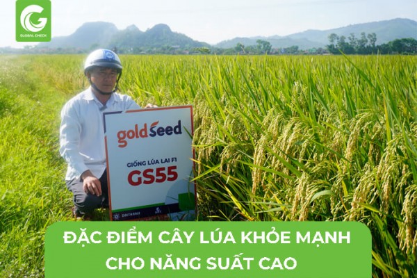Đặc Điểm Cây Lúa Khỏe Mạnh Cho Năng Suất Cao