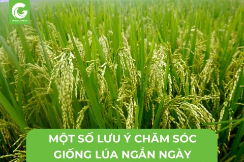 Một Số Lưu Ý Chăm Sóc Lúa Ngắn Ngày