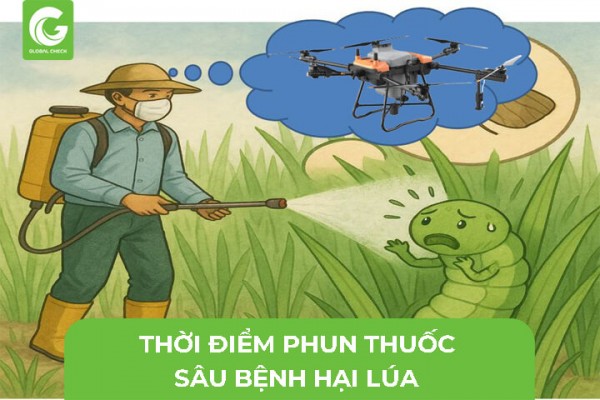 Thời Điểm Phun Thuốc Sâu Hại Lúa- Đục Thân, Cuốn Lá, Rầy Nâu