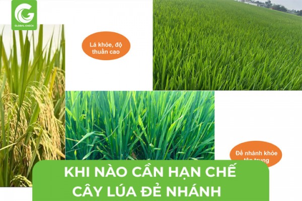 Khi Nào Cần Hạn Chế Cây Lúa Đẻ Nhánh