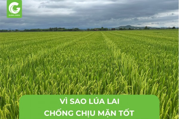 Vì Sao Lúa Lại Chống Chịu Mặn Tốt?