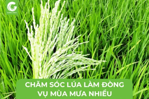 Kỹ Thuật Chăm Sóc Lúa Làm Đòng Vụ Mùa Mưa Nhiều