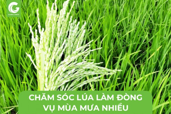 Kỹ Thuật Chăm Sóc Lúa Làm Đòng Vụ Mùa Mưa Nhiều