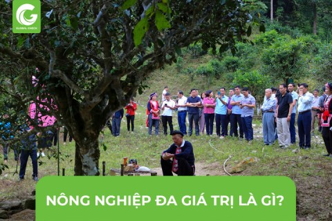 Nông Nghiệp Đa Giá Trị Là Gì?