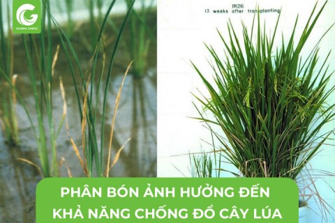 Phân Bón Ảnh Hưởng Đến Khả Năng Chống Đổ Cây Lúa