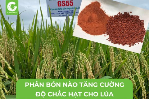 Phân Bón Nào Giúp Tăng Cường Chắc Hạt Cho Lúa