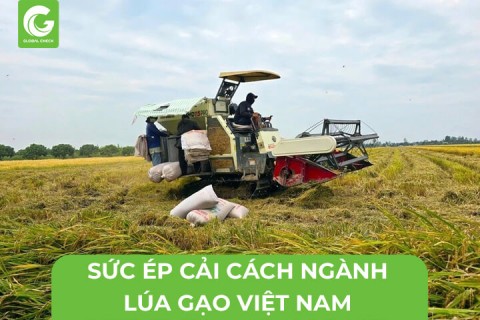 Sức Ép Cải Cách Ngành Lúa Gạo Việt Nam