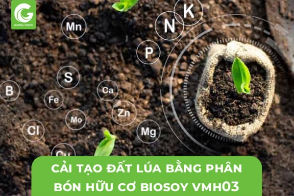 Cải Tạo Đất Trồng Lúa Bằng Phân Bón Hữu Cơ Vi Sinh Biosoy VMH03