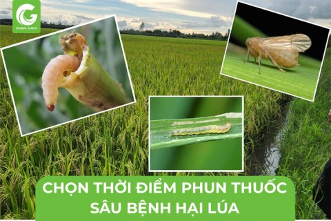 Nguyên Lý Chọn Thời Điểm Phun Thuốc Sâu Bệnh Hại Lúa