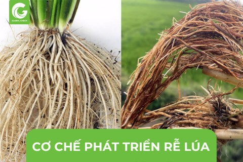 Cơ Chế Phát Triển Của Rễ Lúa