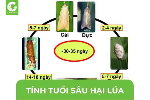 Cách Tính Tuổi Sâu Hại Lúa