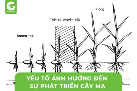 Những Yếu Tố Ảnh Hưởng Đến Sự Phát Triển Của Cây Mạ