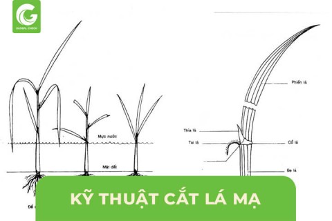 Kỹ Thuật Cắt Lá Mạ Trong Trồng Lúa