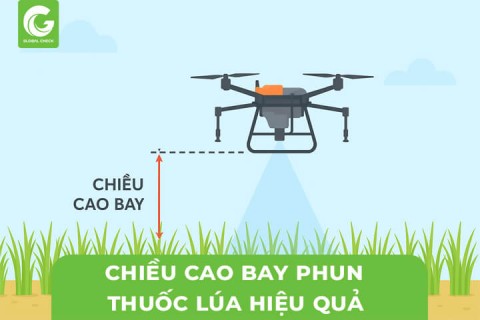 Chiều Cao Bay Máy Bay Phun Thuốc Lúa Bao Nhiêu Là Hiệu Quả?