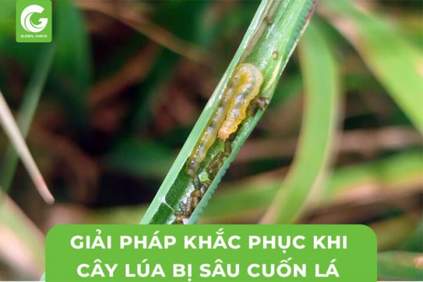 Giải Pháp Khắc Phục Khi Cây Lúa Bị Sâu Cuốn Lá Lúa