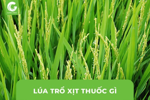 Lúa trổ đều xịt thuốc gì? Cách chăm sóc lúa giai đoạn làm đòng