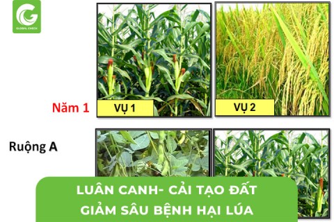 Luân Canh- Cải Tạo Đất Giảm Sâu Bệnh Hại Lúa