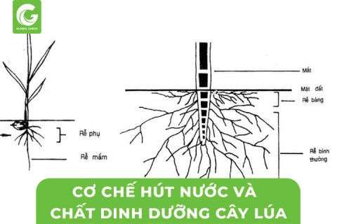 Cơ Chế Hút Nước Và Chất Dinh Dưỡng Rễ Lúa