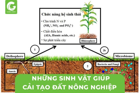Những Sinh Vật Giúp Cải Tạo Đất Nông Nghiệp