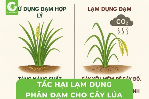 Tác Hại Lạm Dụng Phân Đạm Cho Cây Lúa