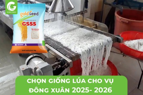 Chọn Giống Lúa Cho Vụ Đông Xuân 2025-2026