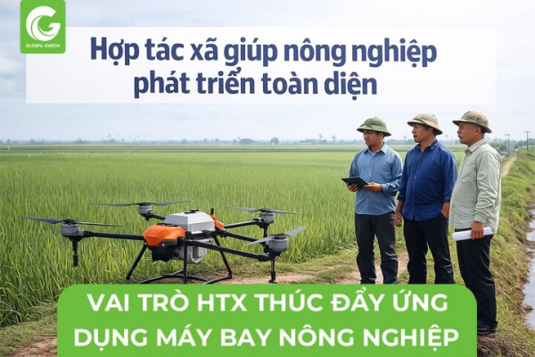 Vai Trò Hợp Tác Xã Thúc Đẩy Ứng Dụng Máy Bay Phun Thuốc