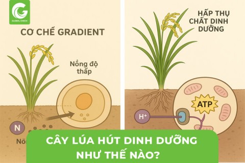 Cây Lúa Hút Dinh Dưỡng Như Thế Nào