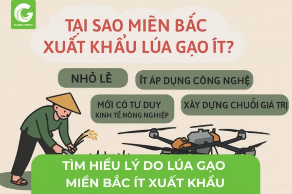 Cùng Tìm Hiểu Lý Do Lúa Gạo Miền Bắc Ít Xuất Khẩu