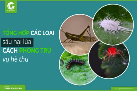 Tổng hợp các loại sâu hại lúa & cách phòng trừ vụ hè thu