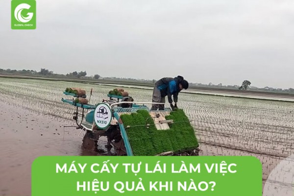 Máy Cấy Tự Lái Làm Việc Hiệu Quả Khi Nào