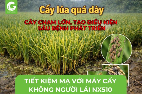 Tiết Kiệm Mạ Với Máy Cấy Không Người Lái NX510