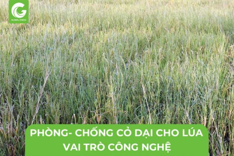 Giải Pháp Phòng- Chống Cỏ Dại Sau Cấy, Vai Trò Công Nghệ