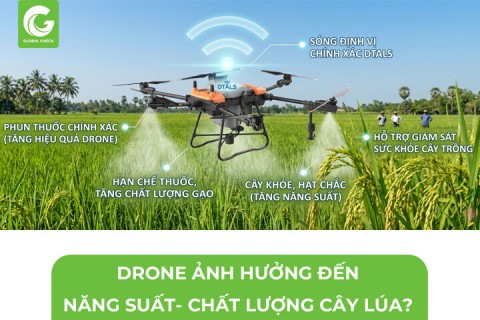 Máy Bay Nông Nghiệp Ảnh Hưởng Đến Năng Suất- Chất Lượng Lúa Như Thế Nào?