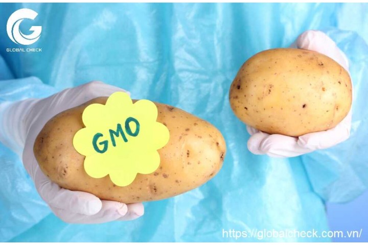 Thực phẩm biến đổi gen GMO và những tác hại ít biết đến